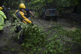 Joshua Alicea, rescue staff member from the Municipal Emergency Management Agency removes a fallen tree while touring the streets of the Matelnillo community searching for citizens in distress during the passage of Hurricane Irma through the northeastern part of the island in Fajardo, Puerto Rico, Wednesday, Sept. 6, 2017. The US territory was first to declare a state of emergency las Monday, as the National Hurricane Center forecast that the storm would strike the Island Wednesday. (AP Photo/Carlos Giusti)
