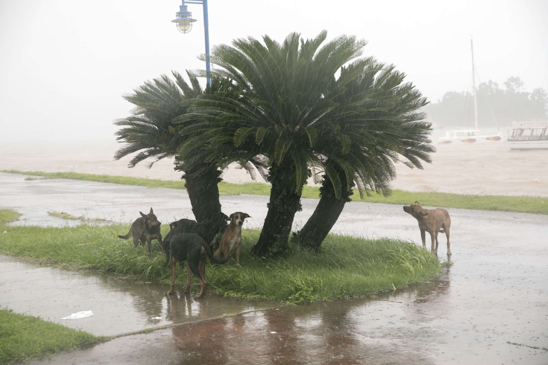 Dogs take refuge from the rain as Hurricane Irma makes its entry into Samana, Dominican Republic, Thursday, Sept. 7, 2017. (AP Photo/Tatiana Fernandez)