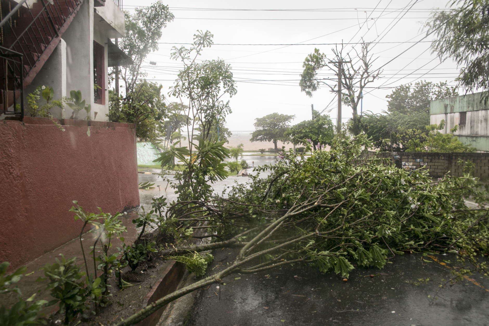 Trees fall to the ground as Hurricane Irma makes its entry into Samana, Dominican Republic, Thursday, Sept. 7, 2017. (AP Photo/Tatiana Fernandez)
