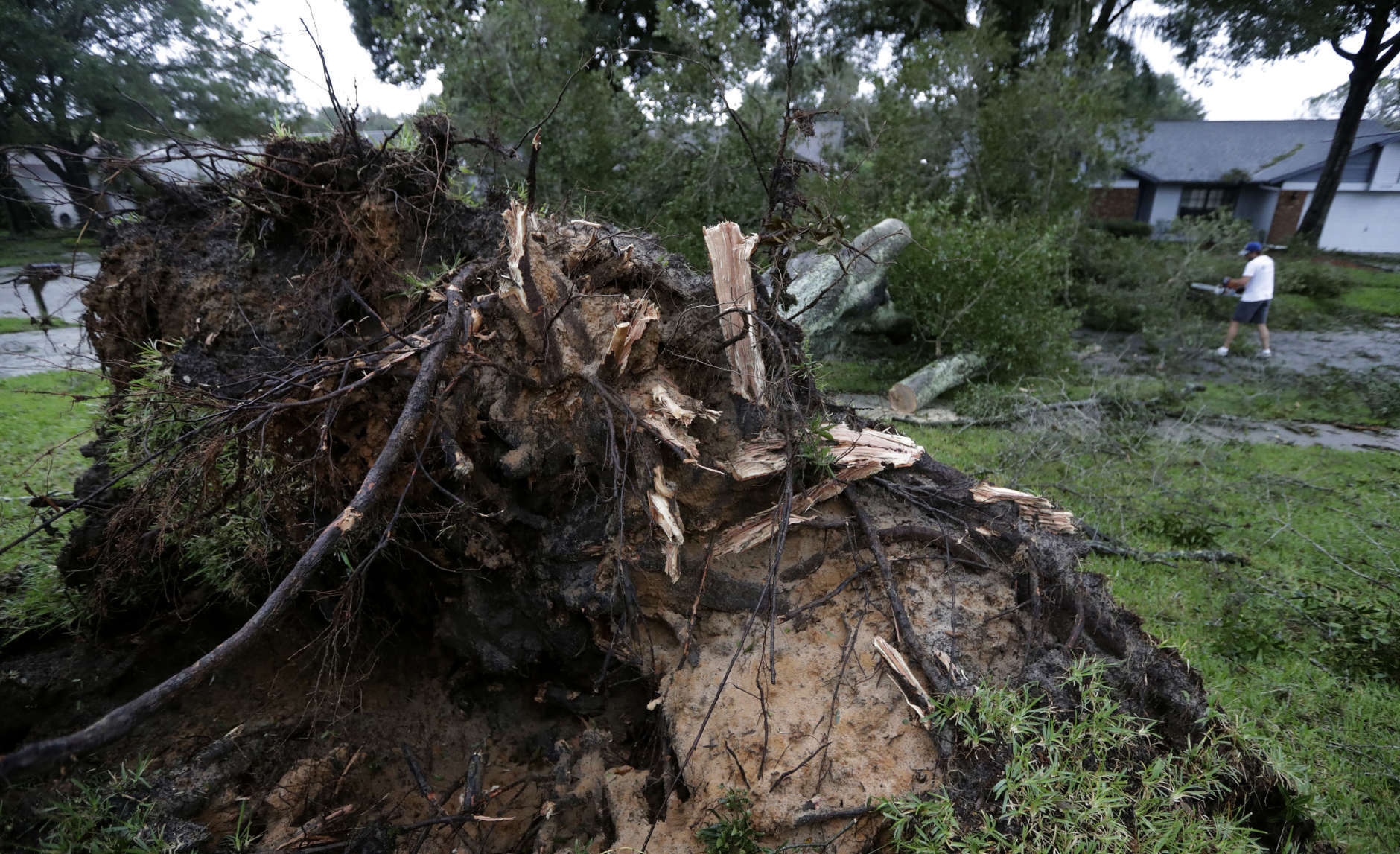 Brian Baker, of Valrico, Fla., cuts an Oak tree in the aftermath of Hurricane Irma on Monday, Sept. 11, 2017, in Valrico, Fla. (AP Photo/Chris O'Meara)