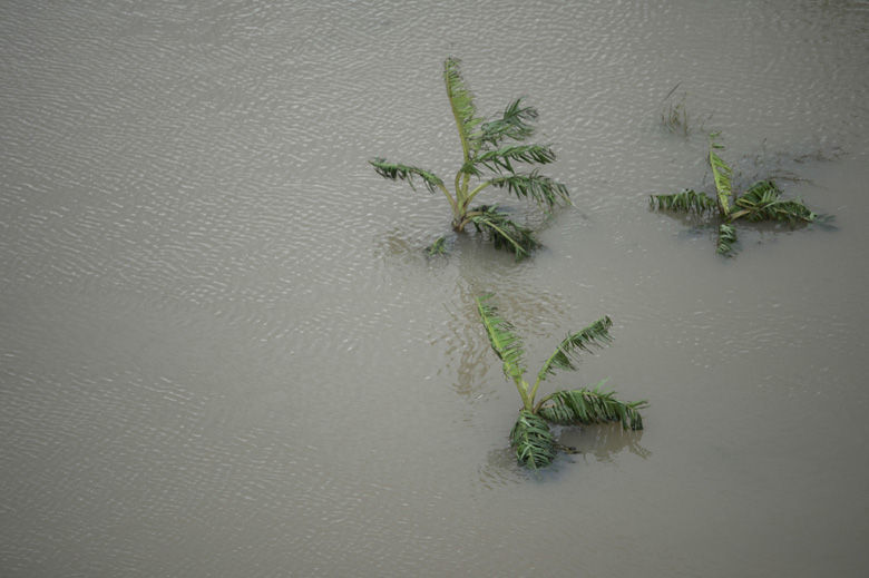 A plantain field stands under water after the passing of Hurricane Maria in Yabucoa, Puerto Rico, Thursday, September 21, 2017. As of Thursday evening, Maria was moving off the northern coast of the Dominican Republic with winds of 120 mph (195 kph). The storm was expected to approach the Turks and Caicos Islands and the Bahamas late Thursday and early Friday. (AP Photo/Carlos Giusti)