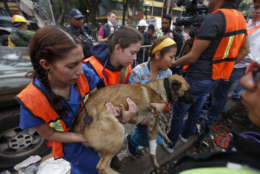 A rescue dog is helped to recuperate by volunteers after he became exhausted during search and rescue operations at a building felled by a 7.1 magnitude earthquake, in the Ciudad Jardin neighborhood of Mexico City, Thursday, Sept. 21, 2017. Thousands of professionals and volunteers are working frantically at dozens of wrecked buildings across the capital and nearby states looking for survivors of the powerful quake that hit Tuesday. (AP Photo/Eduardo Verdugo)