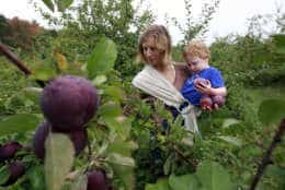 Hilary Graham, of Arlington, Mass., center, picks apples while holding her two-year-old son Christopher at Carlson Orchards, in Harvard, Mass., Tuesday, Oct. 2, 2012.  Many orchards across New England are facing shortages after a warm spring and late April freeze killed early blossoms. (AP Photo/Steven Senne)