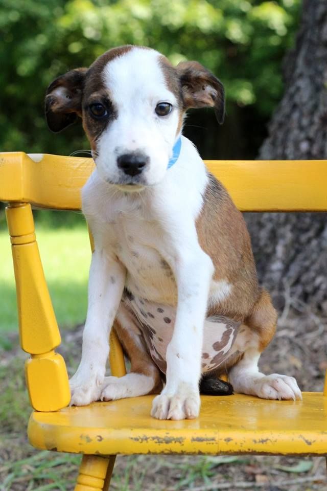 Austin, one of the puppies from Texas and Louisiana scheduled to be available for adoption in Maryland this weekend. (Courtesy Last Chance Animal Rescue)