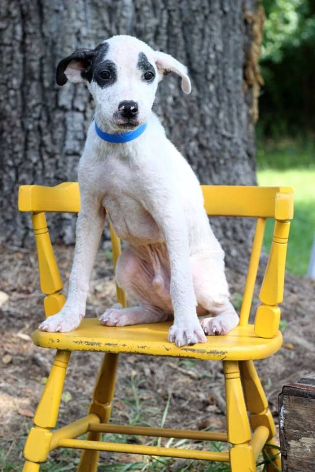 Bridger, one of the puppies from Texas and Louisiana scheduled to be available for adoption in Maryland this weekend. (Courtesy Last Chance Animal Rescue)
