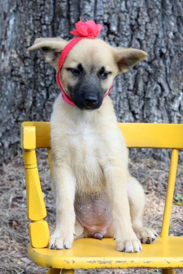 Canton, one of the puppies from Texas and Louisiana scheduled to be available for adoption in Maryland this weekend. (Courtesy Last Chance Animal Rescue)