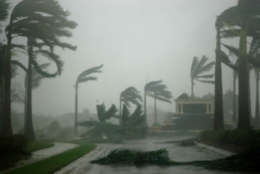 Palm fronds are sent flying in sustained winds up to 120 miles per hour during Hurricane Wilma. (WTOP/Dave Dildine)