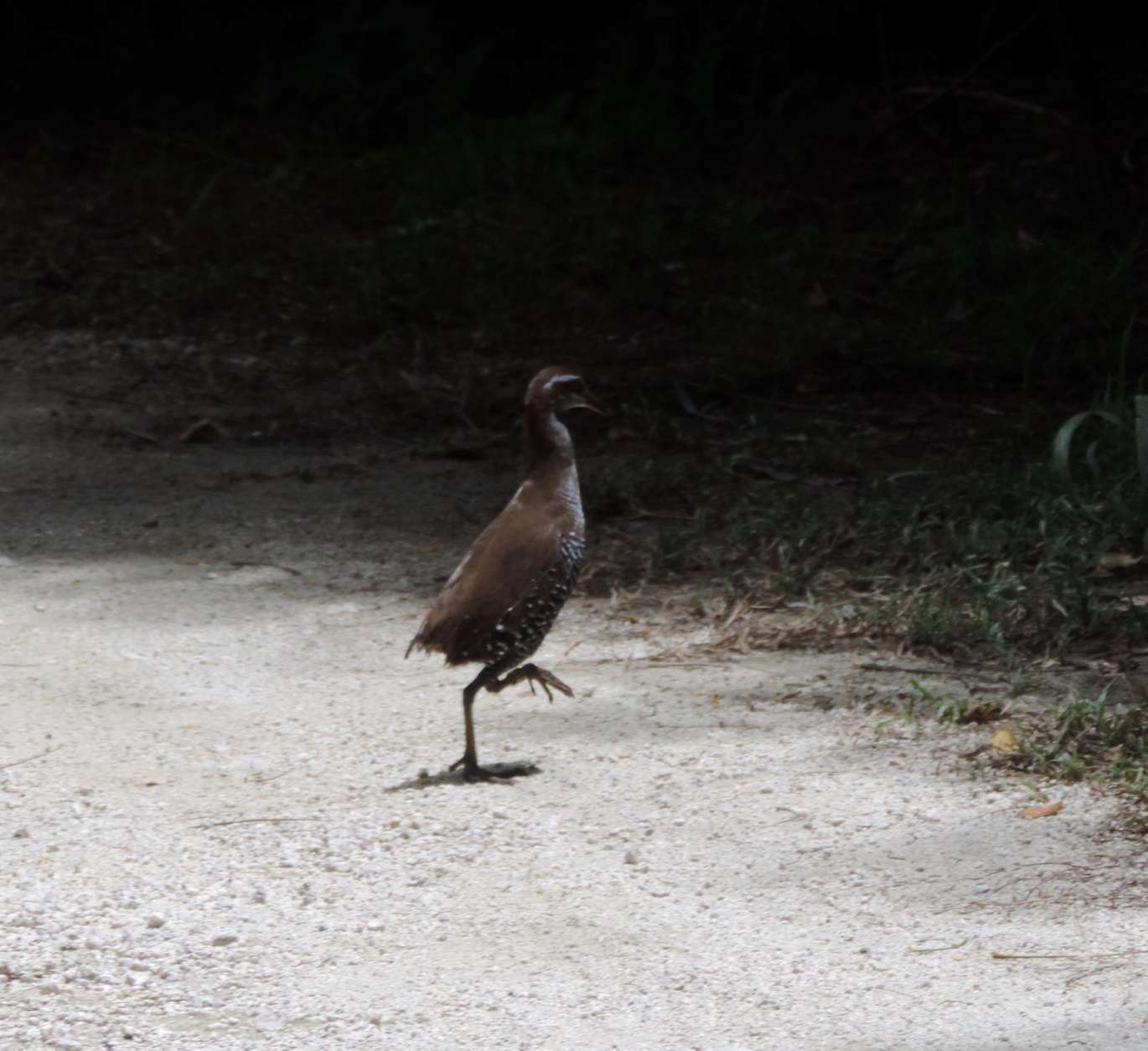 One of the 49 Guam rails released to the wild on Rota by the Guam Department of Aquatic and Wildlife Resources and the Smithsonian Conservation Biology Institute. (Courtesy of the Smithsonian Conservation Biology Institute)