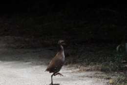 One of the 49 Guam rails released to the wild on Rota by the Guam Department of Aquatic and Wildlife Resources and the Smithsonian Conservation Biology Institute. (Courtesy of the Smithsonian Conservation Biology Institute)
