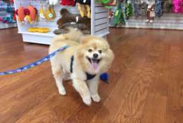 Food, “piddle pads” and an extra leash are the main items in Sarah Miller's "go kit" for Teddy, her Pomeranian. (WTOP/Rich Johnson)
