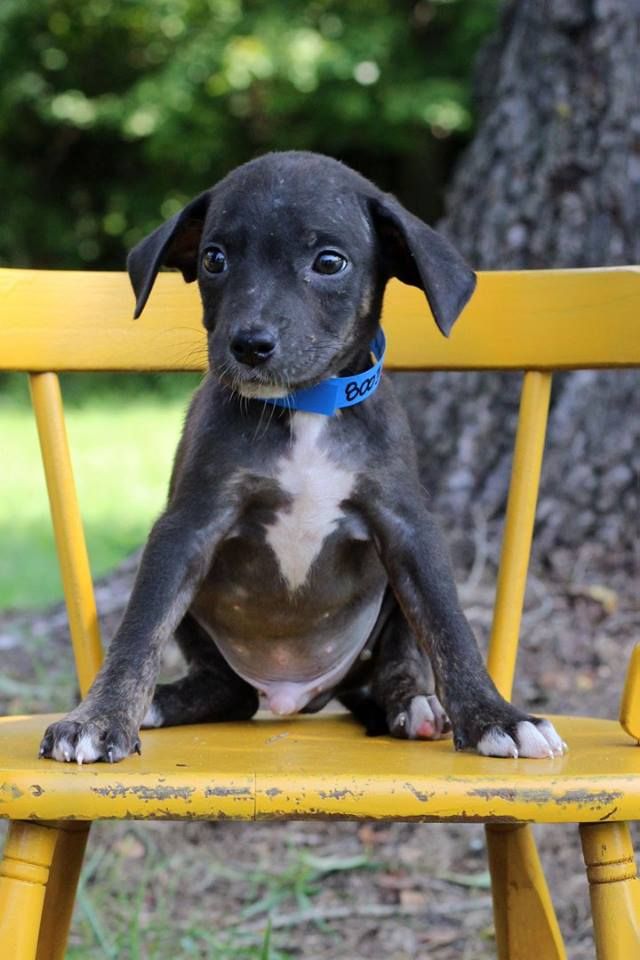Ingram, one of the puppies from Texas and Louisiana scheduled to be available for adoption in Maryland this weekend. (Courtesy Last Chance Animal Rescue)