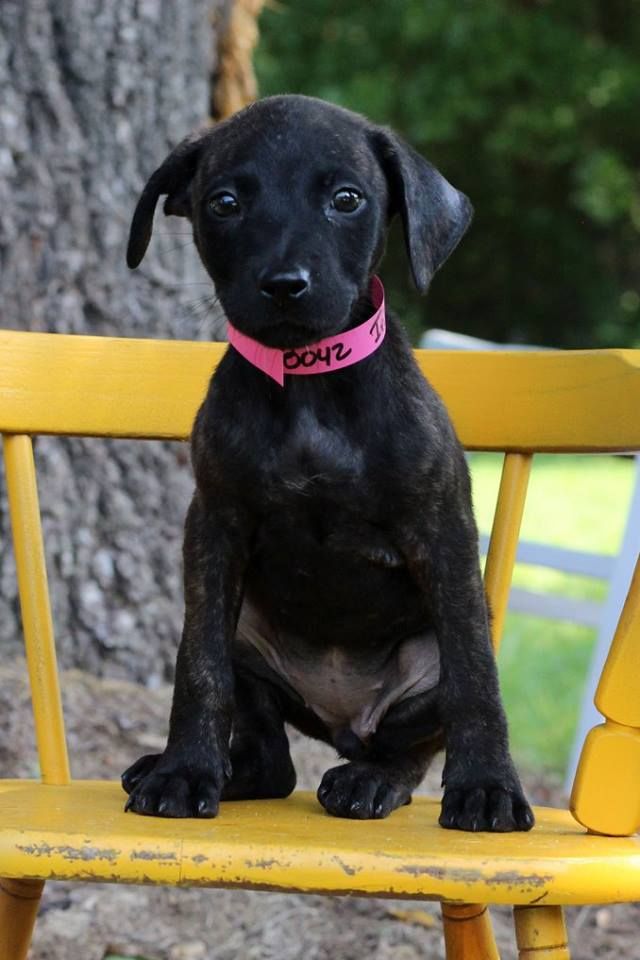 Iris, one of the puppies from Texas and Louisiana available for adoption this weekend. (Courtesy Last Chance Animal Rescue)