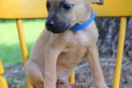Itasca, one of the puppies from Texas and Louisiana scheduled to be available for adoption in Maryland this weekend. (Courtesy Last Chance Animal Rescue)