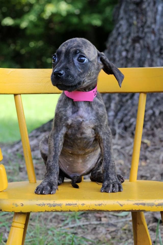Ivy, one of the puppies from Texas and Louisiana scheduled to be available for adoption in Maryland this weekend. (Courtesy Last Chance Animal Rescue)
