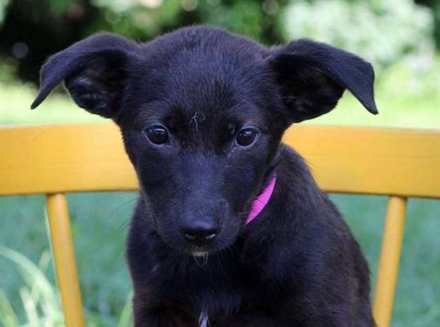Smokey, one of the puppies from Texas and Louisiana available for adoption this weekend. (Courtesy Last Chance Animal Rescue)