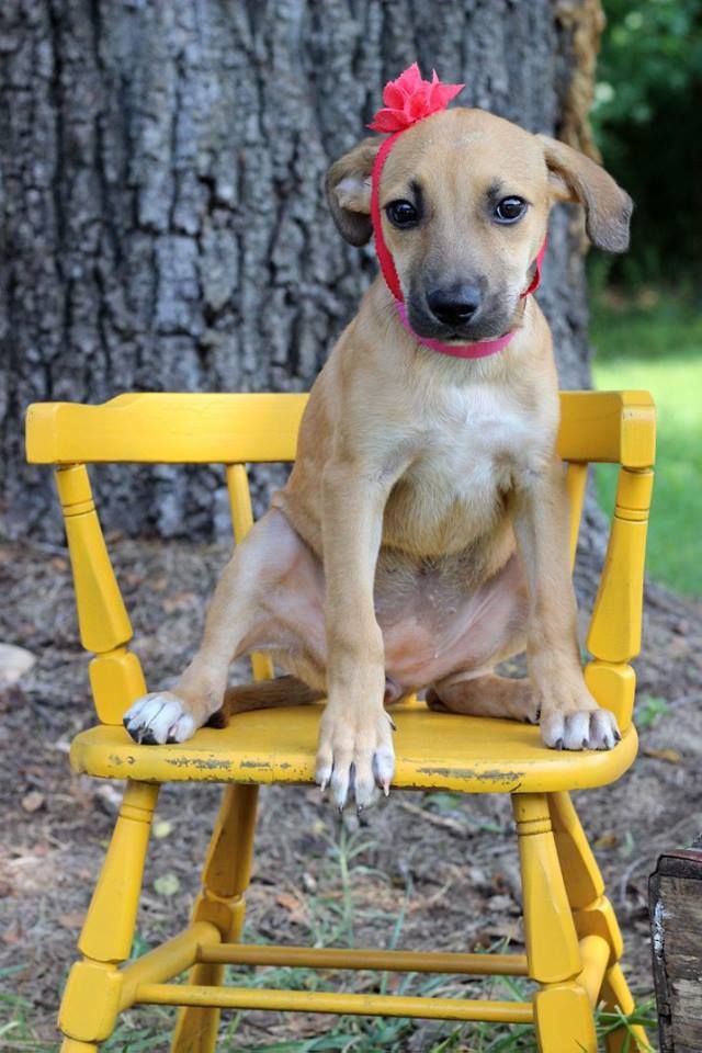 Stef, one of the puppies from Texas and Louisiana scheduled to be available for adoption in Maryland this weekend. (Courtesy Last Chance Animal Rescue)