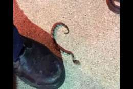 Picture of the snake that bit Rachel Myrick at a LongHorn Steakhouse in Spotsylvania. (Courtesy Rachel Myrick) 