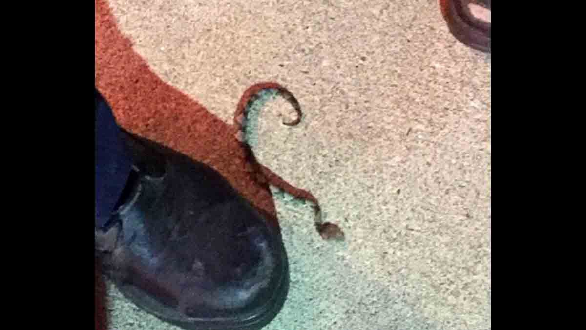 Picture of the snake that bit Rachel Myrick at a LongHorn Steakhouse in Spotsylvania. (Courtesy Rachel Myrick) 