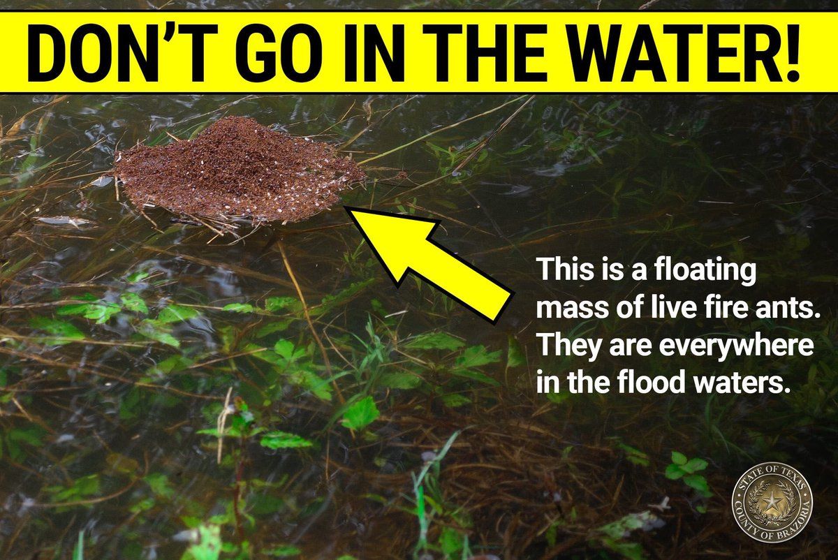Floating balls of fire ants in the floodwaters were just some of the dangerous conditions facing local first responders who are helping flood victims in Texas. (Courtesy Montgomery County Fire and Rescue Service)