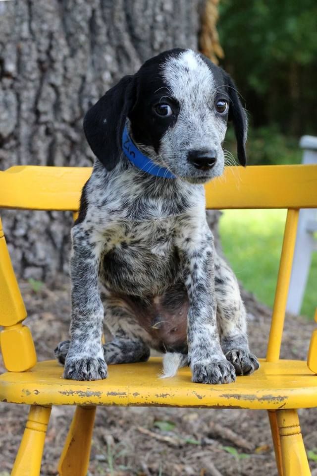 Zin, one of the puppies from Texas and Louisiana scheduled to be available for adoption in Maryland this weekend. (Courtesy Last Chance Animal Rescue)