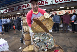 Bings Godoy puts a lid on a basket of crabs at Captain White's Seafood City at the Maine Avenue Fish Market in Washington, Thursday, Dec. 24, 2015, as unseasonably warm temperatures rise into the 70's on Christmas Eve. The open-air market was filled with customers picking out crabs, oysters, shrimp and fish for a traditional Christmas Eve meal.    (AP Photo/J. Scott Applewhite)