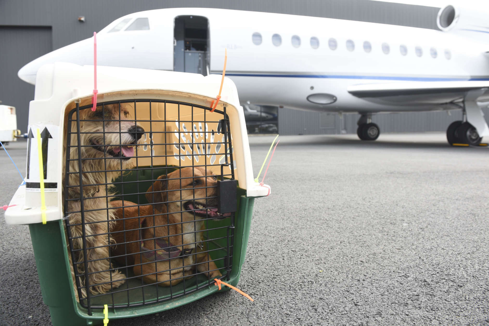 Animals evacuated from the British Virgin Islands to the U.S. due to hurricane Irma are carried off an airplane after it arrived at Dulles International Airport on Monday, Sept. 18, 2017, in Dulles, Va. (Kevin Wolf/AP Images for the Humane Society of the United States)