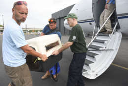Animals are removed from an airplane carrying eight animals from a shelter in the British Virgin Islands, and three dogs and one cat that are owned by people who have evacuated due to hurricane Irma to the U.S. after it arrived at Dulles International Airport on Monday, Sept. 18, 2017, in Dulles, Va. (Kevin Wolf/AP Images for the Humane Society of the United States)