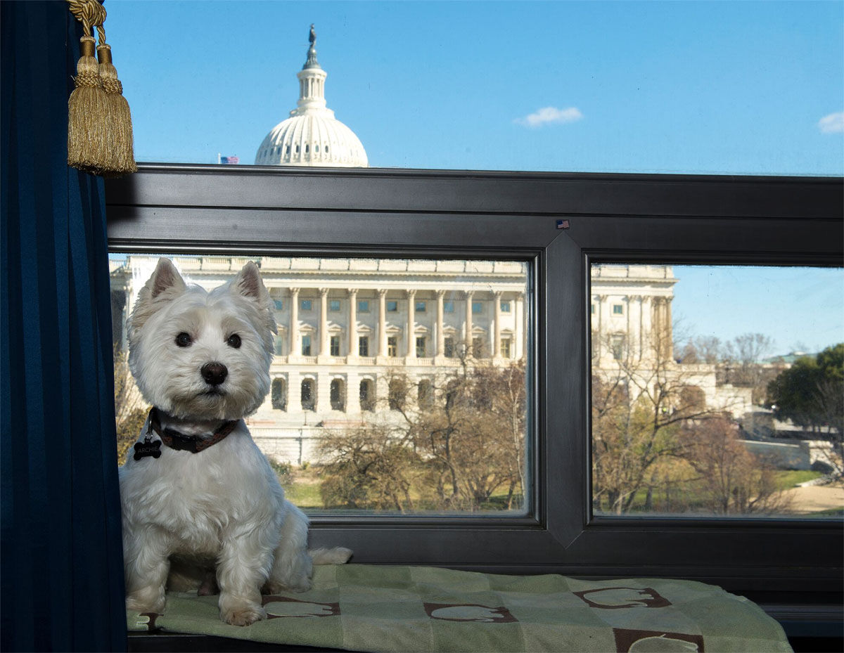 Archie, the pup of Rep. Ed Royce's chief of staff, is seen in Royce's Capitol Hill office. (Courtesy Humane Rescue Alliance)