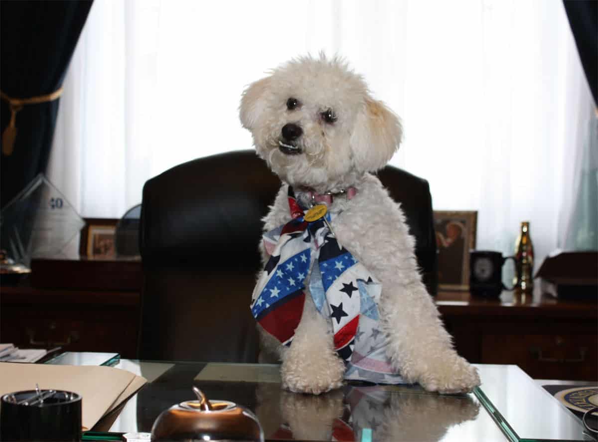 Rep. Gerry Connolly's dog, Abigail Adams, in his Capitol Hill office. Connolly has had Abigail for six years. She accompanies him to the office often and is frequently on the campaign trail. (Courtesy Humane Rescue Alliance)