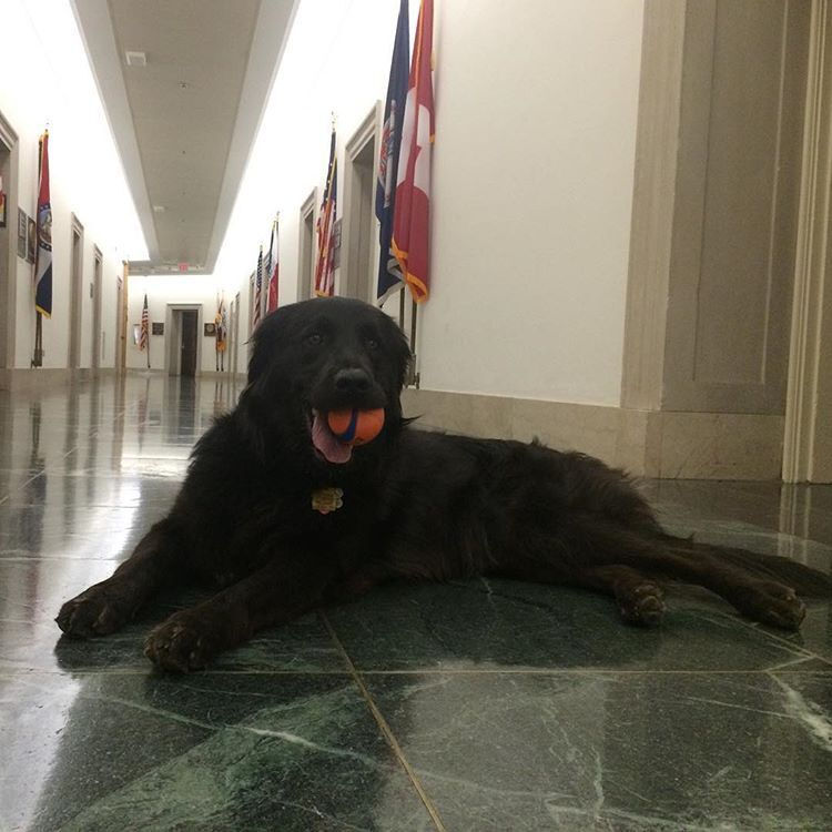 Rep. Markwayne Mullin, R-Okla., doesn't have a dog his legislative assistant, Taylor Hittle, has a pup named Shiner Bear who often frequents the office. (Courtesy Humane Rescue Alliance)