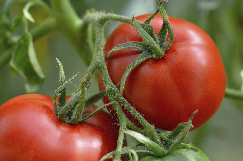 Summer s end means it s time to deflower those beefsteaks WTOP News