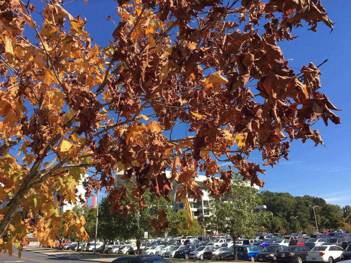 “Lack of rain speeds up the process of trees dropping their leaves, as they quickly change from green to yellow to brown," said John Seiler, professor of tree biology at Virginia Tech. (Courtesy Bill Foy/Virginia Tech)