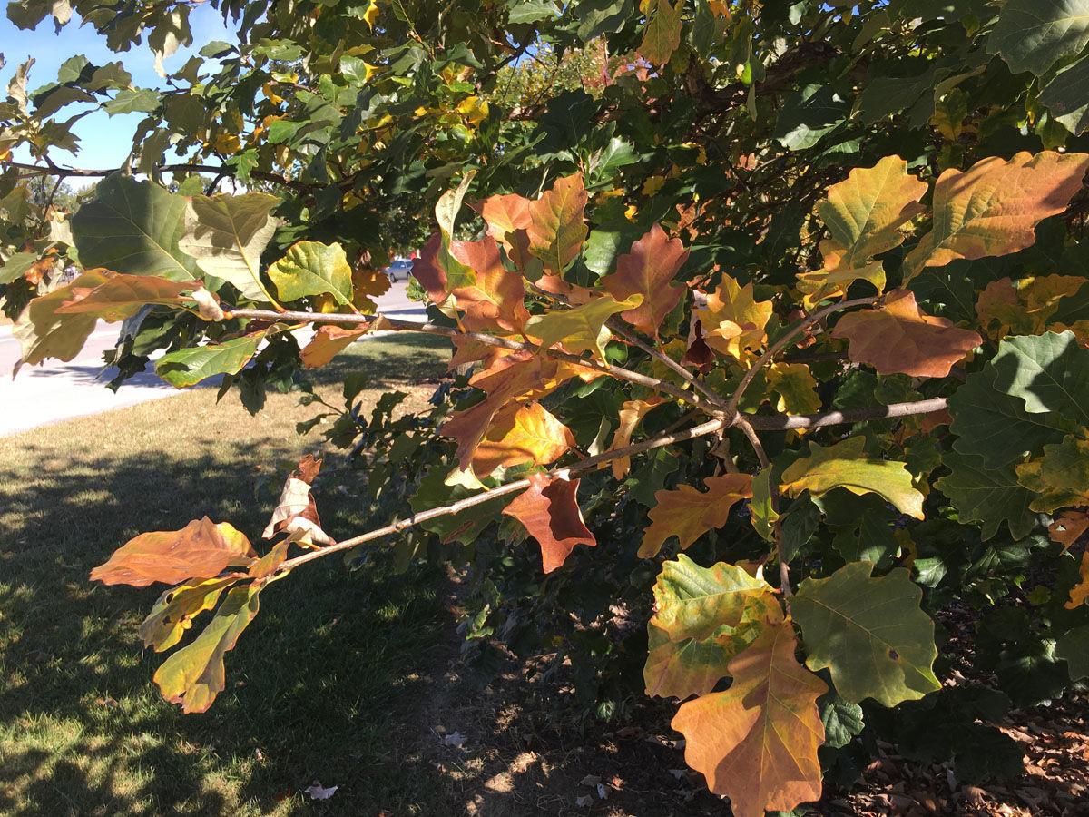 Instead of the leaves changing to beautiful brilliant colors and staying that way for about a week, “They’re looking as though they’re just turning a yellow-brown color," said John Seiler, professor of tree biology at Virginia Tech. (Courtesy Bill Foy/Virginia Tech)