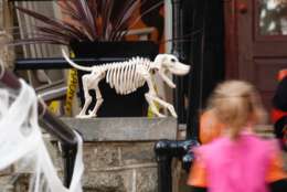 Skeletal decorations await candy-hungry kids in Northwest D.C. (WTOP/Kate Ryan)