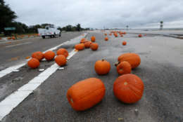 Pumpkins are strewn about Highway 90 along the Gulf of Mexico in Pass Christian, Miss., in the aftermath of Hurricane Nate, Sunday, Oct. 8, 2017. (AP Photo/Gerald Herbert)