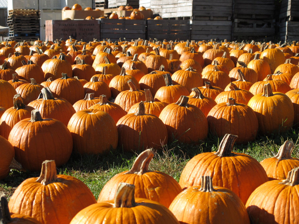 <p>In Germantown, Maryland, <a href="https://www.butlersorchard.com/" target="_blank" rel="noopener">Butler&#8217;s Orchard&#8217;s</a> 41st Fall Festival runs from Sept. 25 through Halloween. In addition to the pumpkin patch, their festival offers bonfires, private hayrides and more. If the festival doesn&#8217;t interest you, you can just buy a ticket to “pick your own pumpkins” to get your home ready for the fall.</p>
