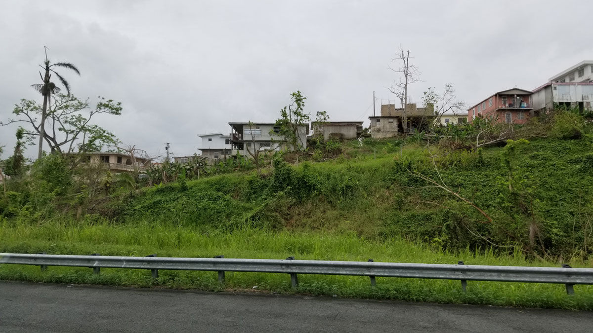 Some 30 miles east of San Juan, damage is seen here in the southern portion of El Yunque National Forest. Elevation is around 3,000 to 3,500 feet high around here. (WTOP/Albert Shimabukuro)