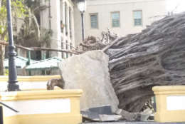 Large trees were toppled over in Old San Juan, Puerto Rico. (WTOP/Albert Shimabukuro)
