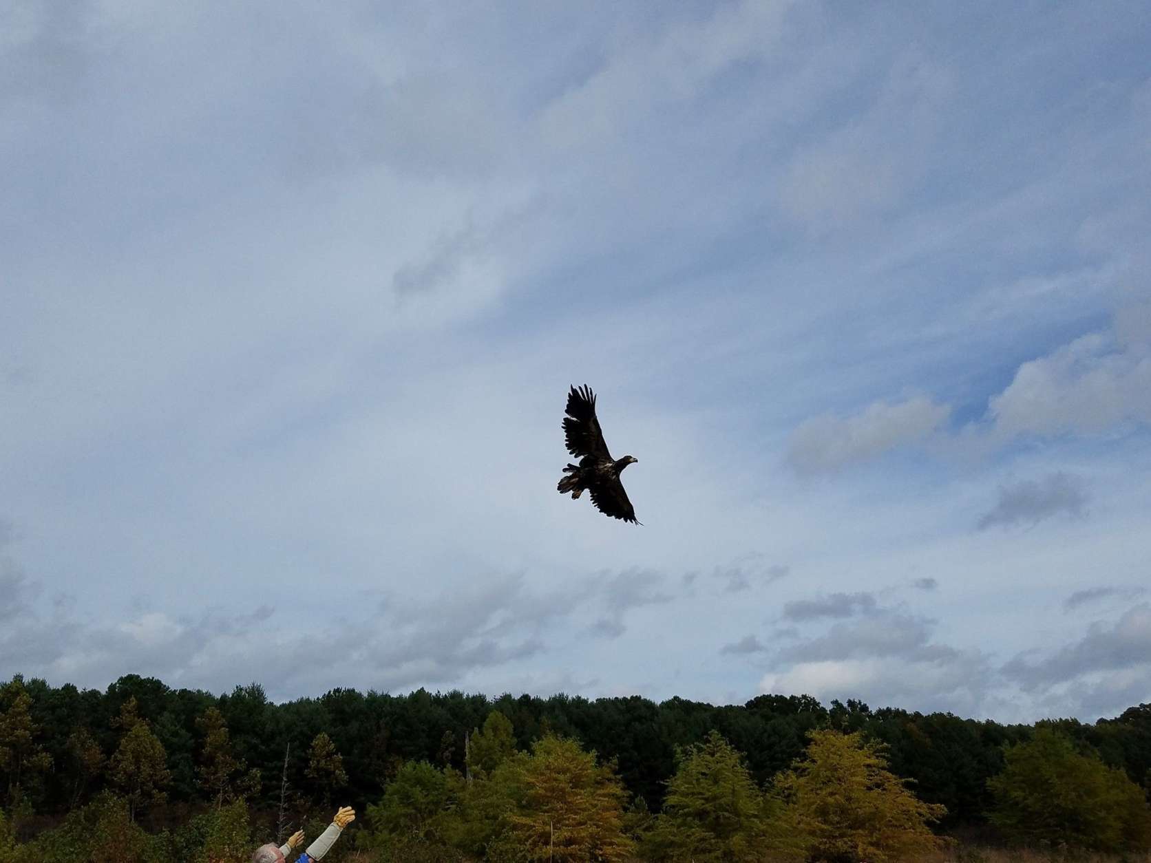 The bird that was rescued by Stafford County Animal Control earlier this year has fully recovered and took flight on Oct. 9. (Courtesy Becky Cripe) 