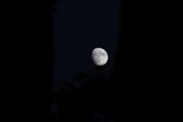 The moon rises over Northwest D.C. on Halloween. (WTOP/Kate Ryan)
