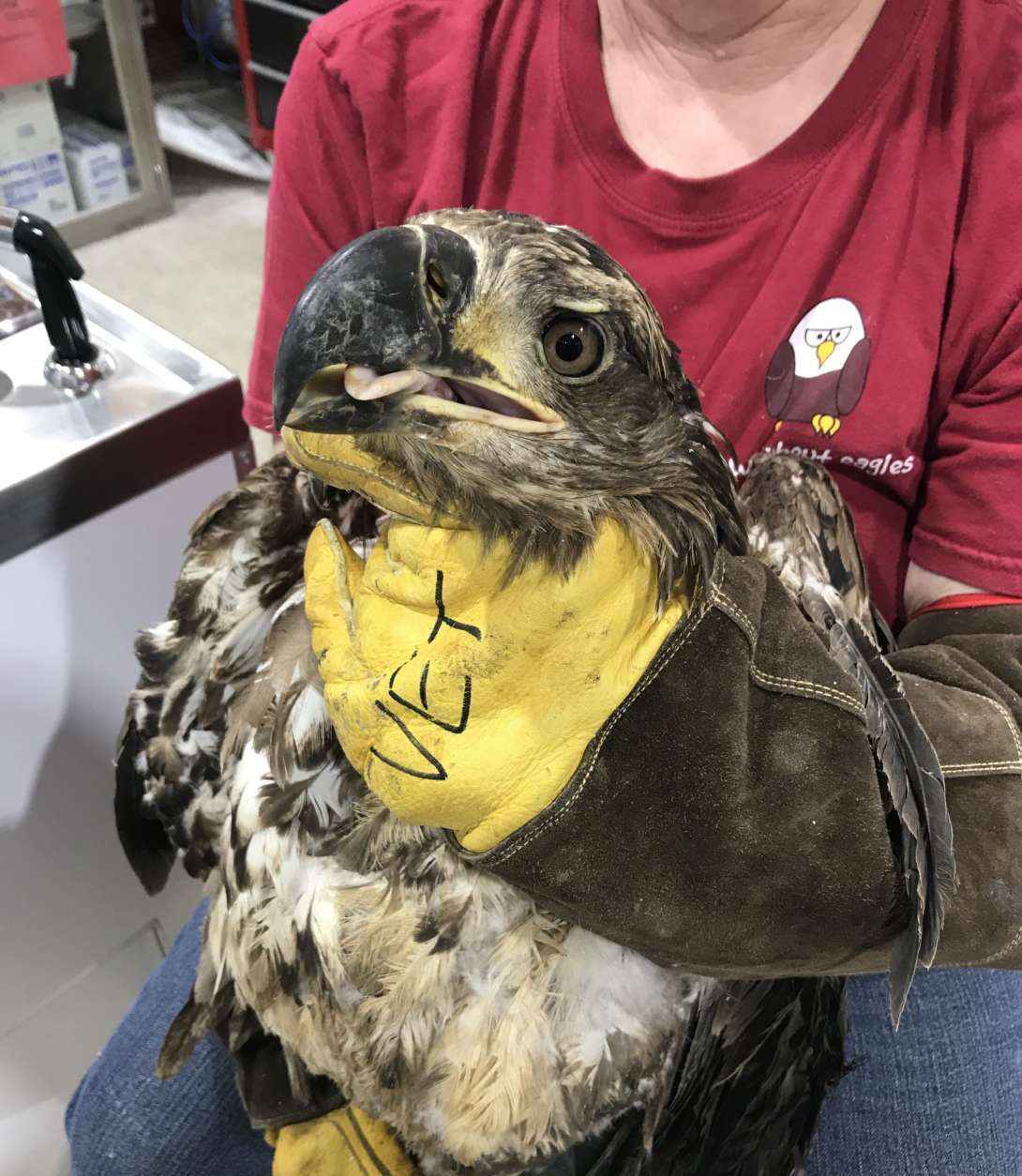 This photo shows the bald eagle when it was rescued and taken to the Wildlife Center of Virginia on May 16. (Courtesy Wildlife Center of Virginia) 