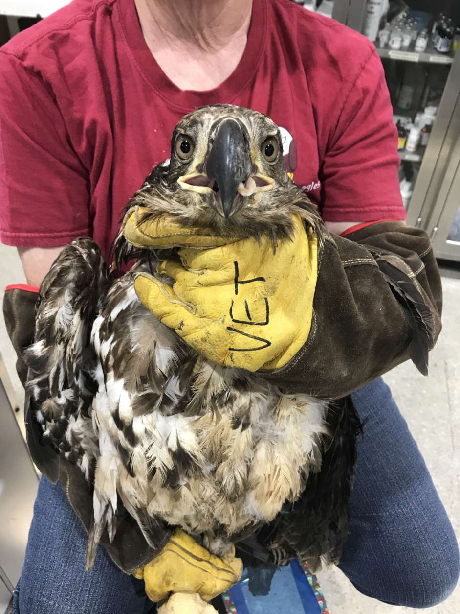 This photo shows the bald eagle when it was rescued and taken to the Wildlife Center of Virginia on May 16. (Courtesy Wildlife Center of Virginia) 