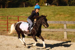 Smarty Pants with Sophie Perri riding. Smarty Pants enjoys racing. (WTOP/Kate Ryan)