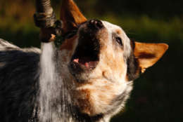 It isn't a farm without a farm dog keeping an eye on things. This little cattle dog pup enjoys a drink of water at Olney Farm. (WTOP/Kate Ryan)