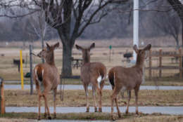 Parks officials said the goal of the hunts is to control a growing deer population that has resulted in "deer-human conflicts," including vehicle crashes and damage to crops and residential properties. (WTOP/Kate Ryan)