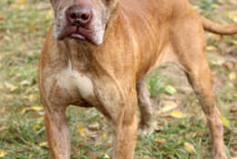 Tyson, one of the dogs rescued from Puerto Rico. (Courtesy Last Chance Animal Rescue)