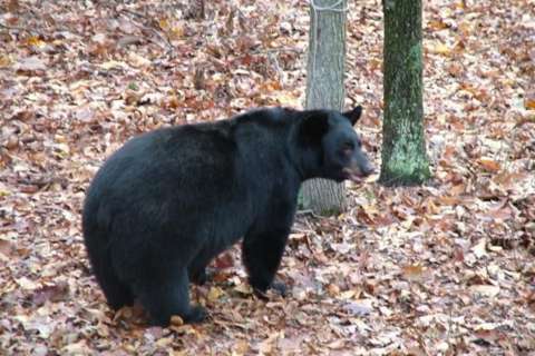 Tips to keep foraging bears out of your yard this fall