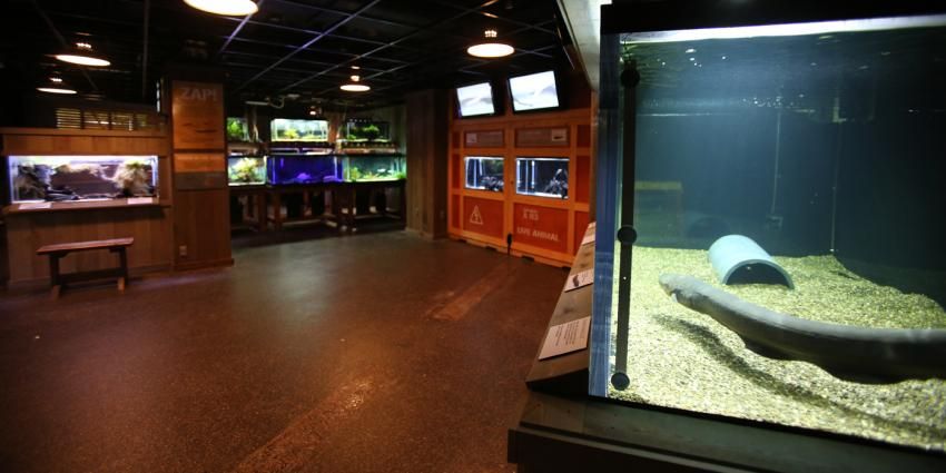 According to the National Zoo, when the electric eel emits a charge, the lights, screen and speaker will activate. (Courtesy Smithsonian National Zoo) 
