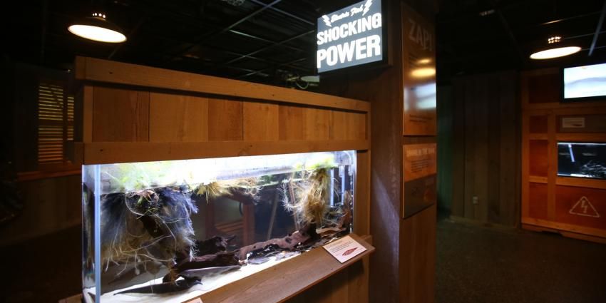 The exhibit also features a life-sized model of an eel from which visitors can feel the eel's currents for themselves. (Courtesy Smithsonian National Zoo) 