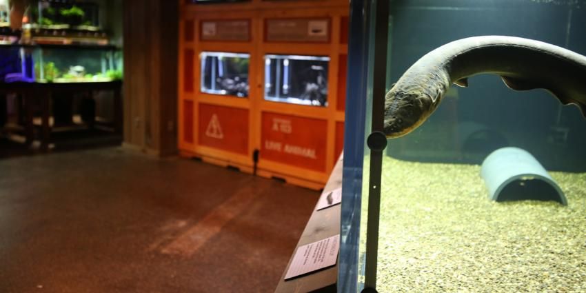 The exhibit also features a life-sized model of an eel from which visitors can feel the eel's currents for themselves. (Courtesy Smithsonian National Zoo)
